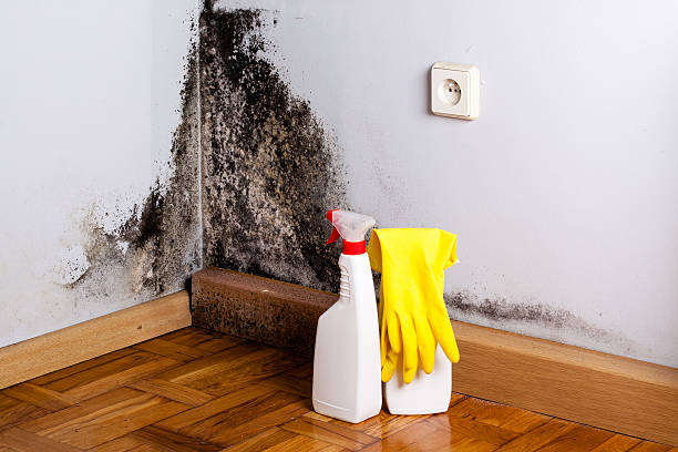 Best DIY Mold Remediation Support Services in Plymouth, CA