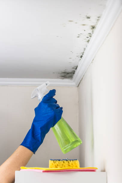 Best Commercial Mold Remediation in Plymouth, CA